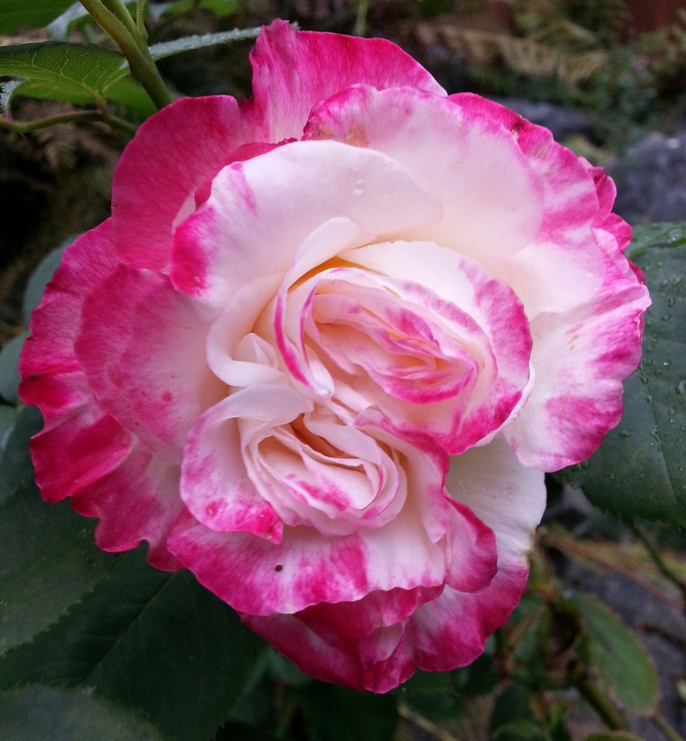  photo 20140902_160907-1_zpsfvojdmvu.jpg